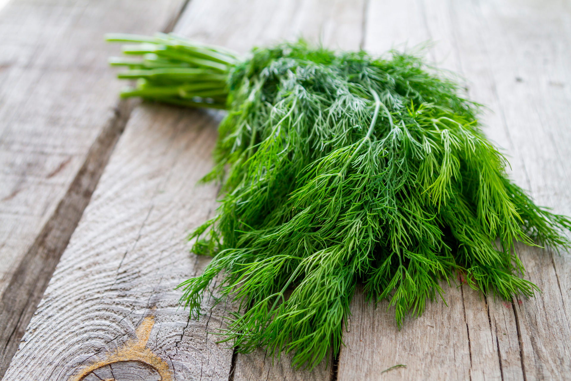 Dill Leaves Benefits and Recipes - Women Fitness Org