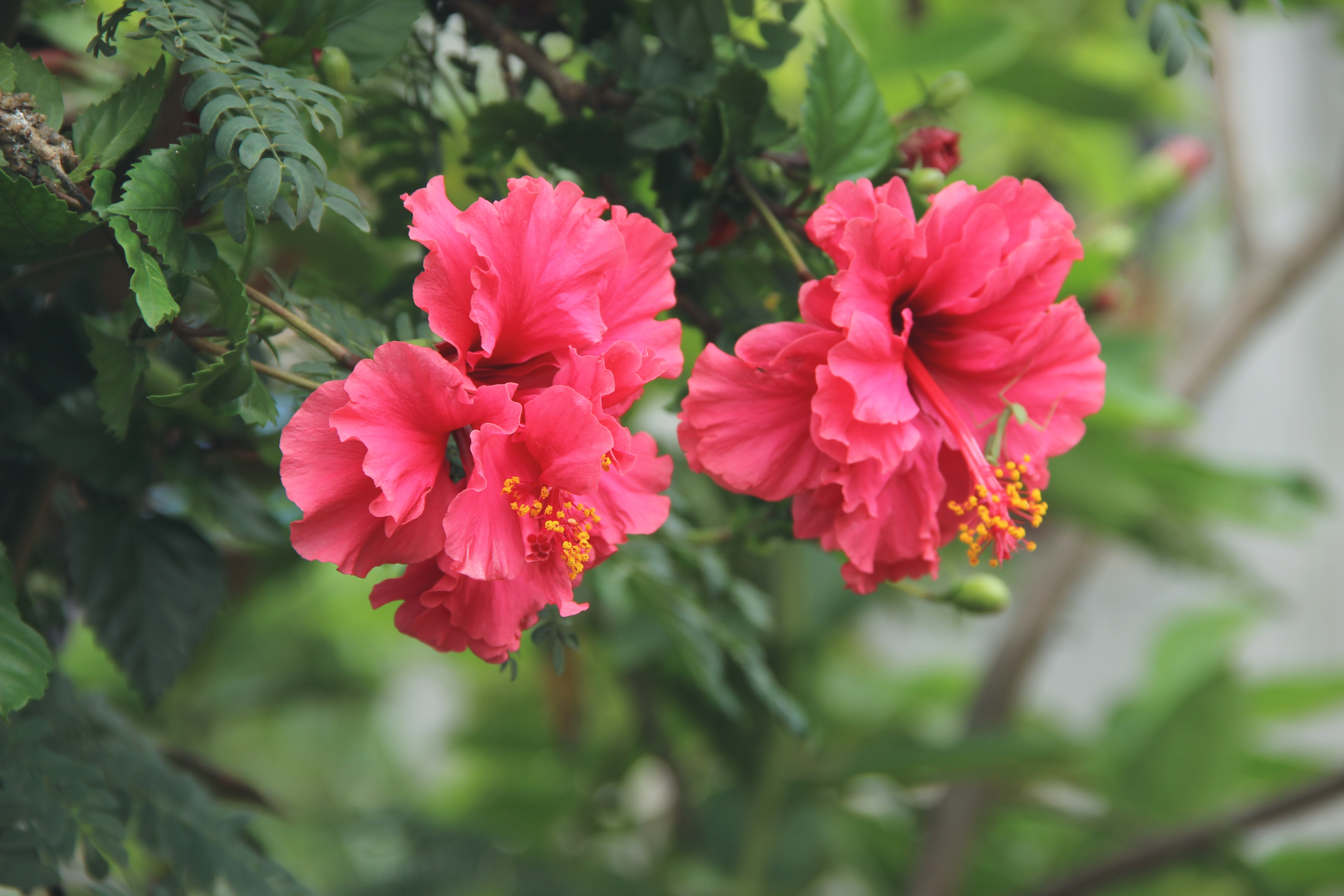 chinese hibiscus