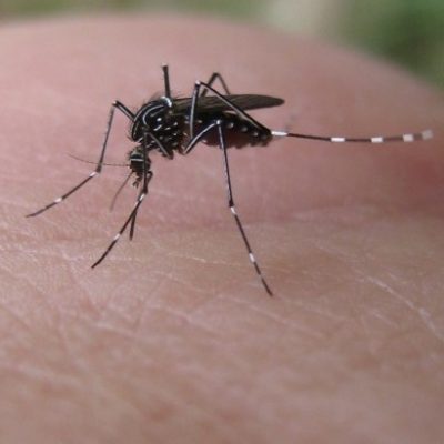 Ahmedabad sees 243% rise in dengue cases this year