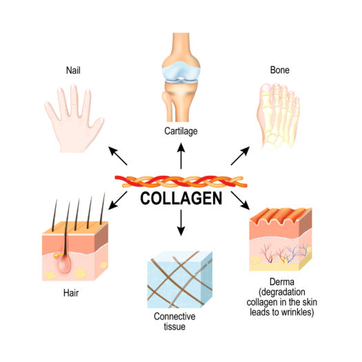 collagen in body