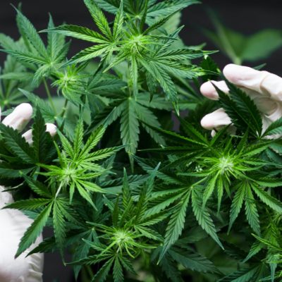 Cannabis Taken at young Age might lead to Heart Disease