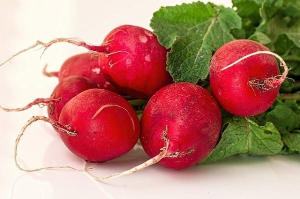 radish