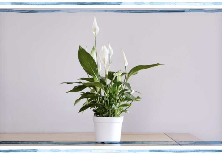 peace lily