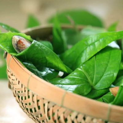 Consuming Betel Leaf During Pregnancy, Is it Safe!