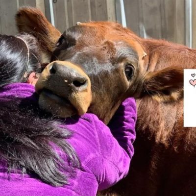 Replace Valentine’s Day With ‘Cow Hug Day’