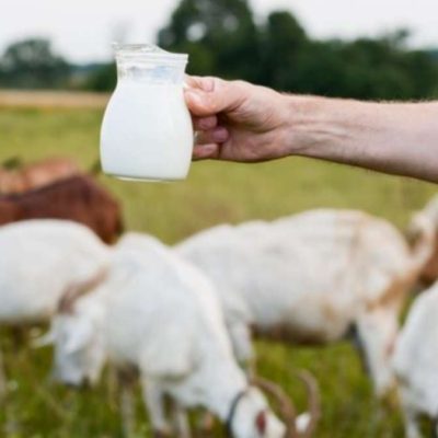 Top 10 Health Benefits of Goat Milk