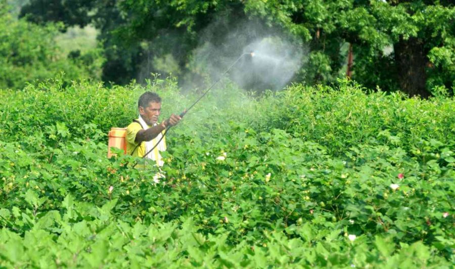 Overuse of pesticides on crops posing health hazard. Supreme Court seeks response